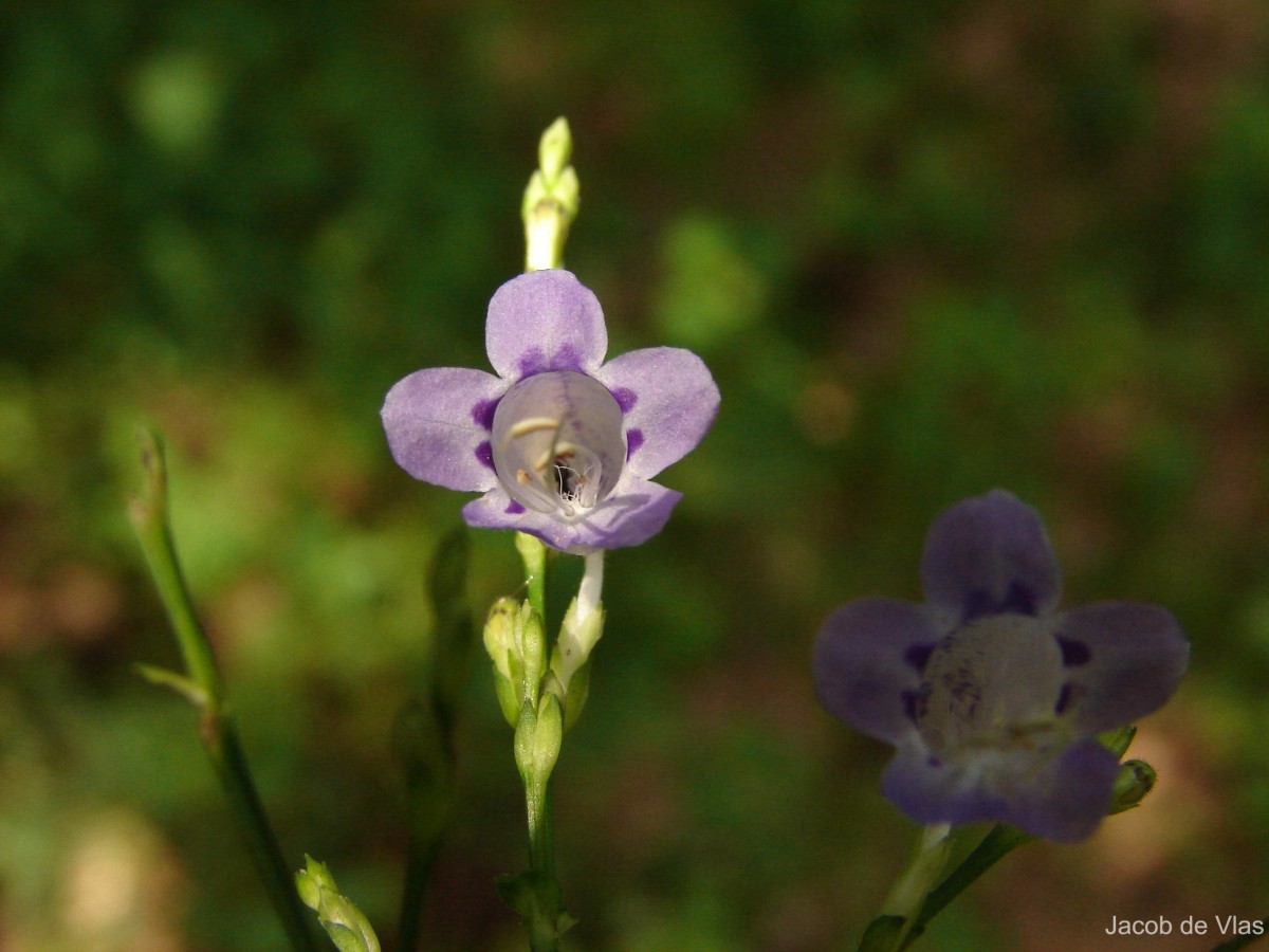 Strobilanthes cordifolia (Vahl) J.R.I.Wood